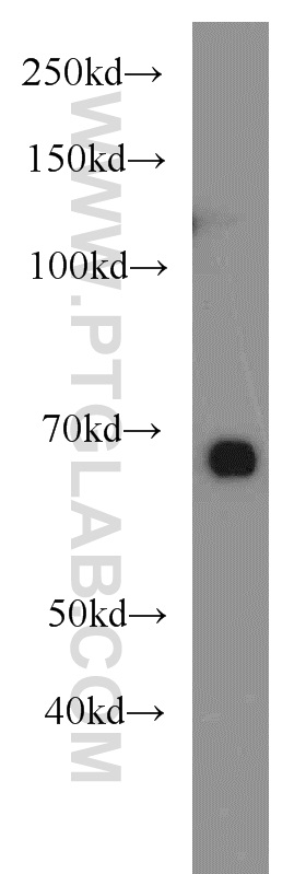 11103-1-AP;HeLa cells