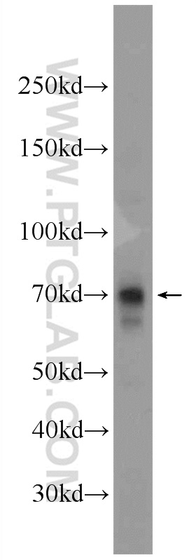 23001-1-AP;HeLa cells