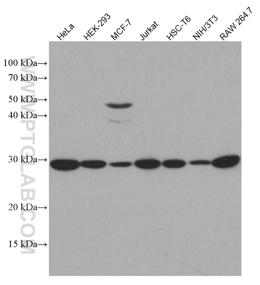 gclm antibody