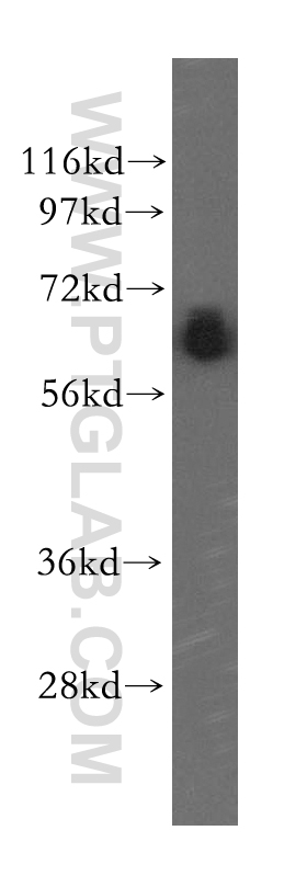 11272-2-AP;PC-3 cells