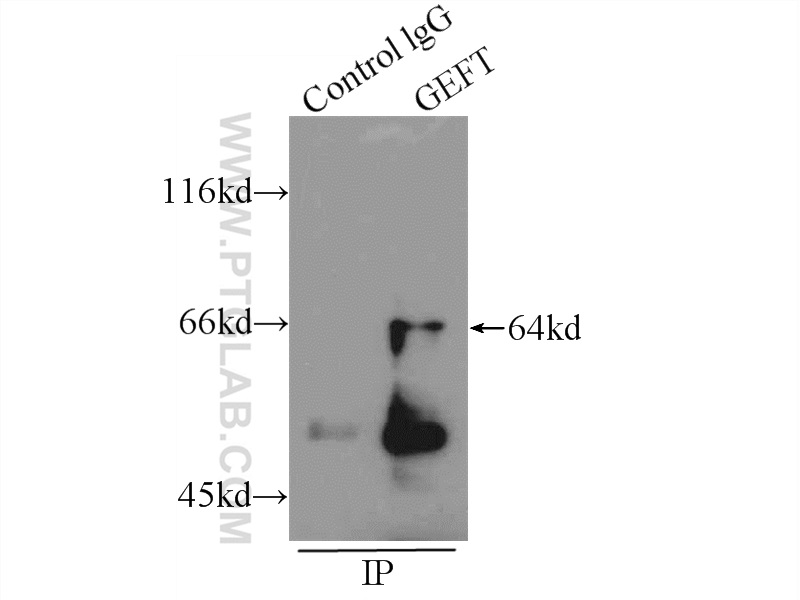 17028-1-AP;HEK-293 cells