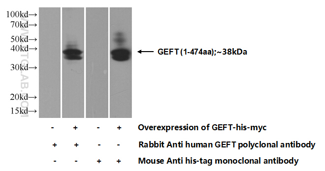 17028-1-AP;Transfected HEK-293 cells