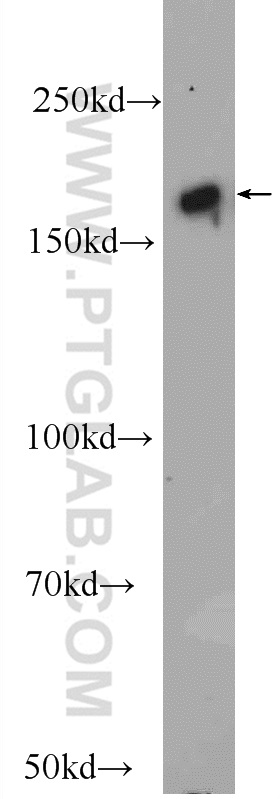 24897-1-AP;Jurkat cells