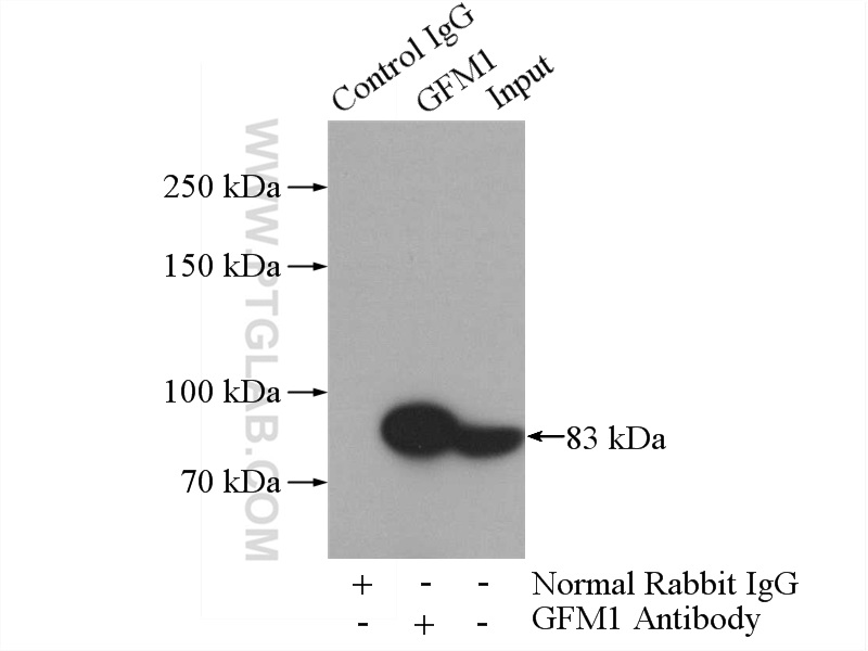 14274-1-AP;HeLa cells