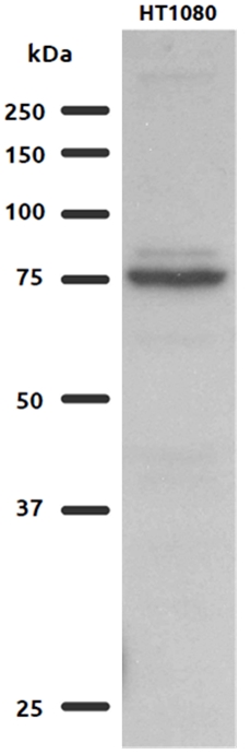 15189-1-AP;HT1080 cells