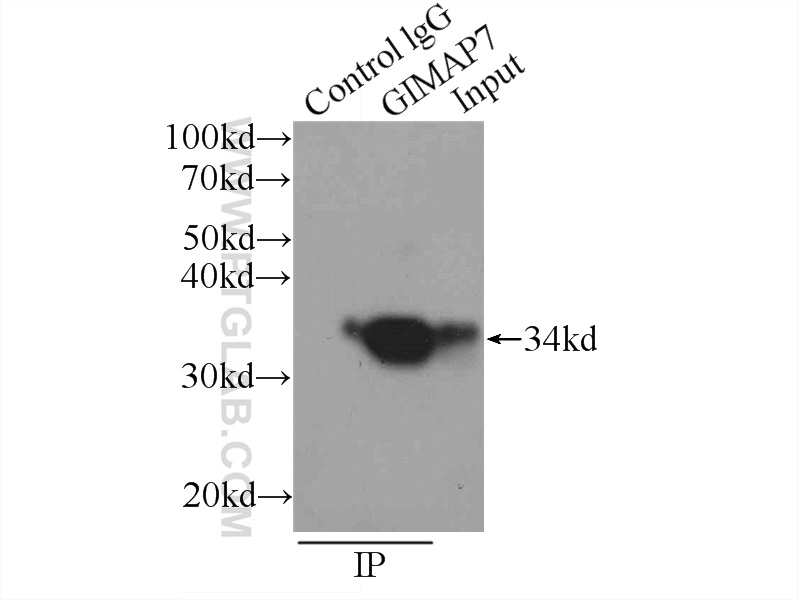 17293-1-AP;Jurkat cells