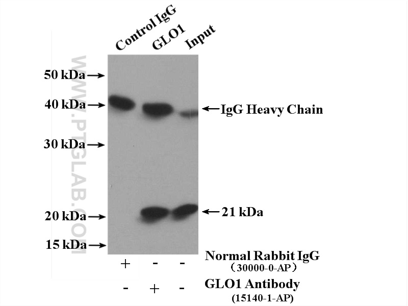 15140-1-AP;HepG2 cells