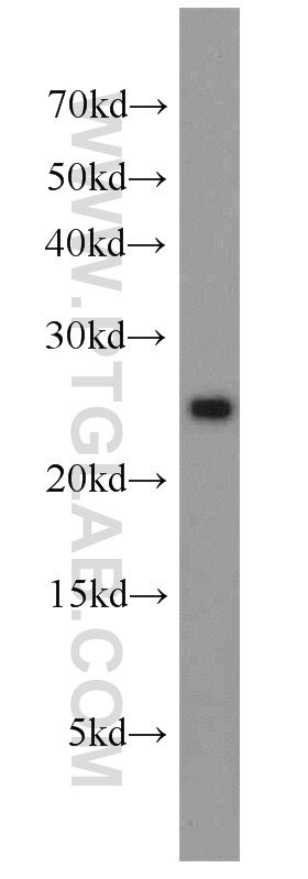 15140-1-AP;HepG2 cells