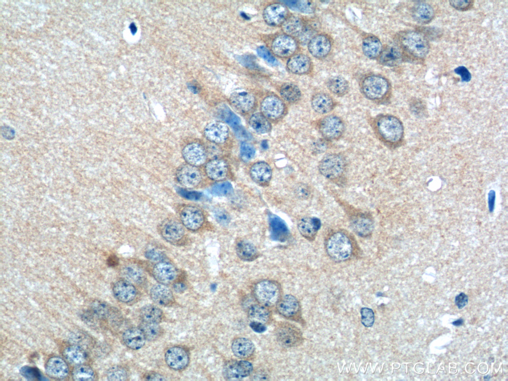 13831-1-AP;mouse brain tissue