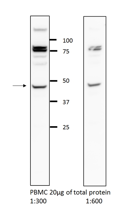 13831-1-AP;PBMC cells