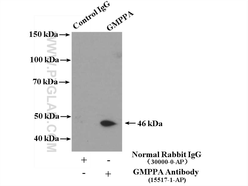 15517-1-AP;HEK-293 cells