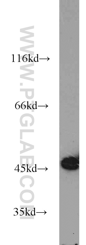 15517-1-AP;HEK-293 cells