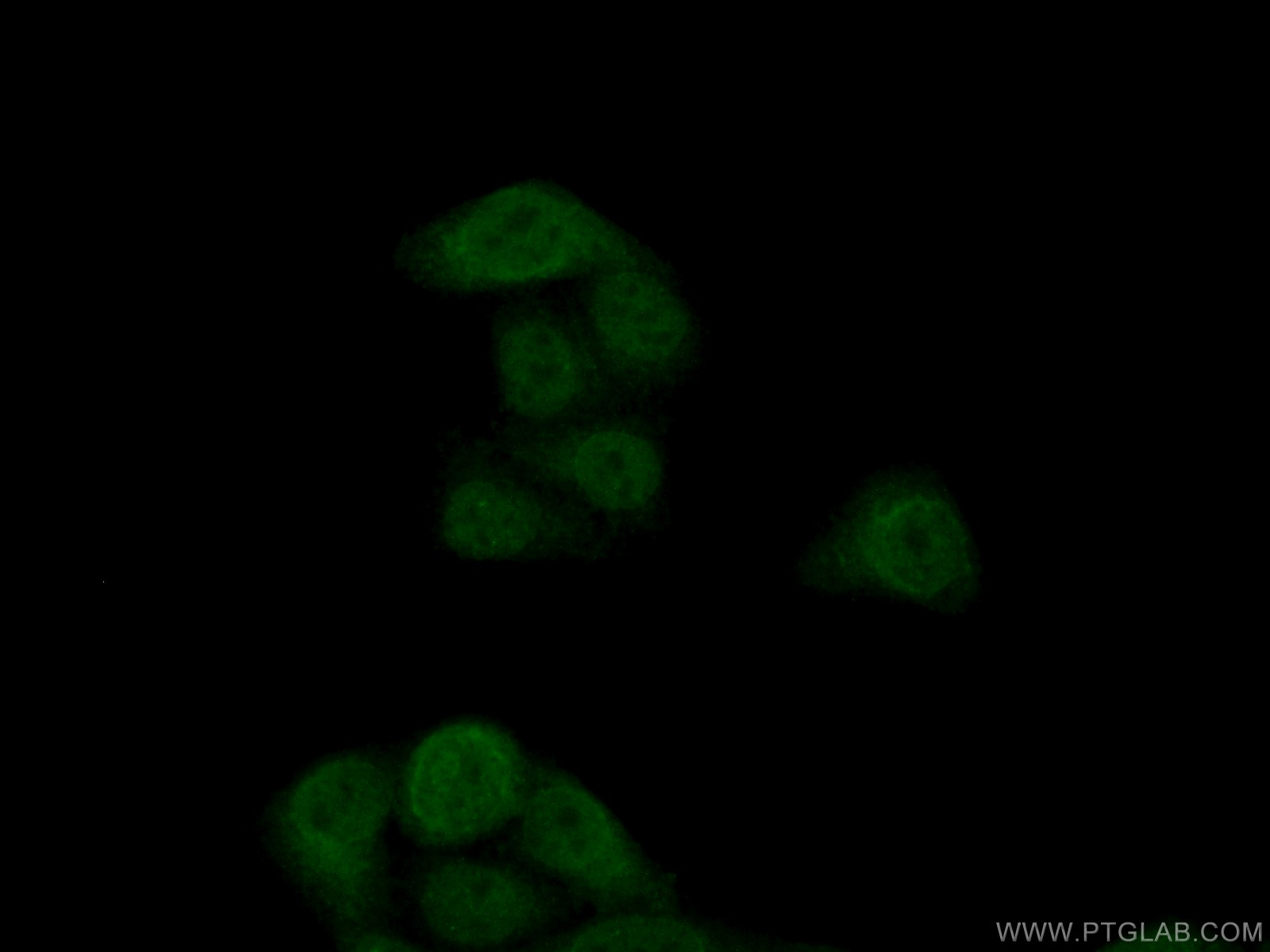 15388-1-AP;HepG2 cells