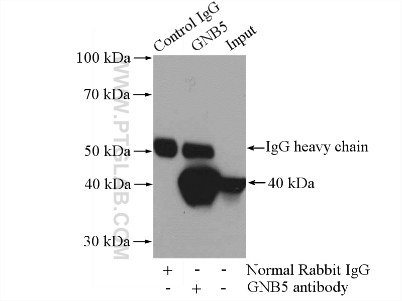 11045-2-AP;rat brain tissue