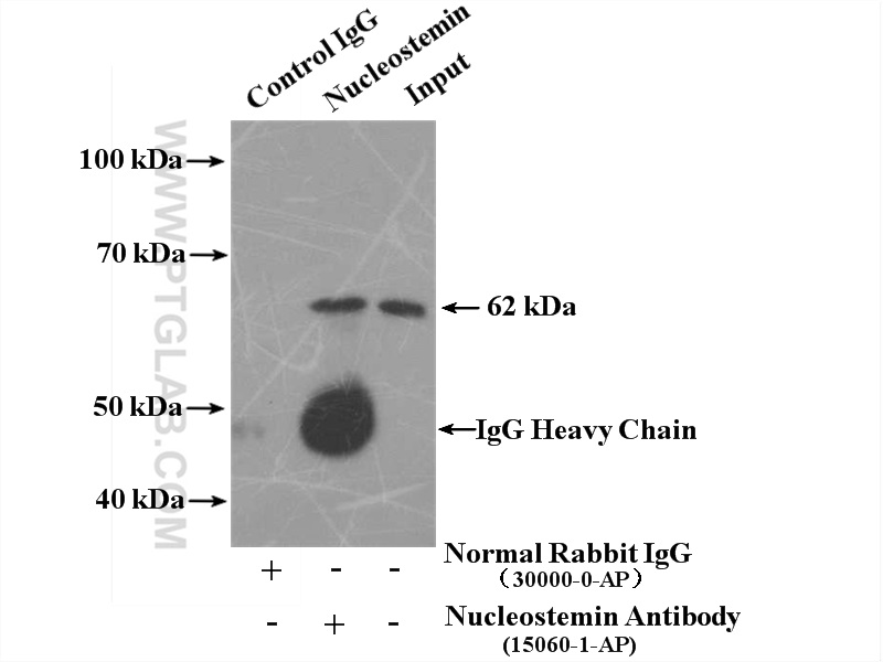 15060-1-AP;HeLa cells