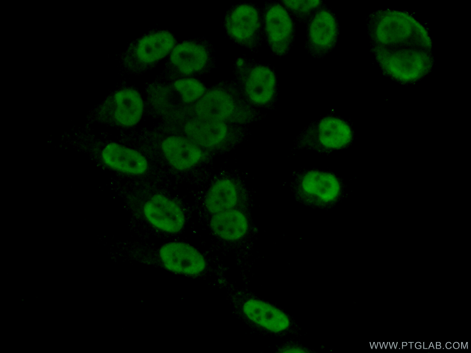 14728-1-AP;HeLa cells