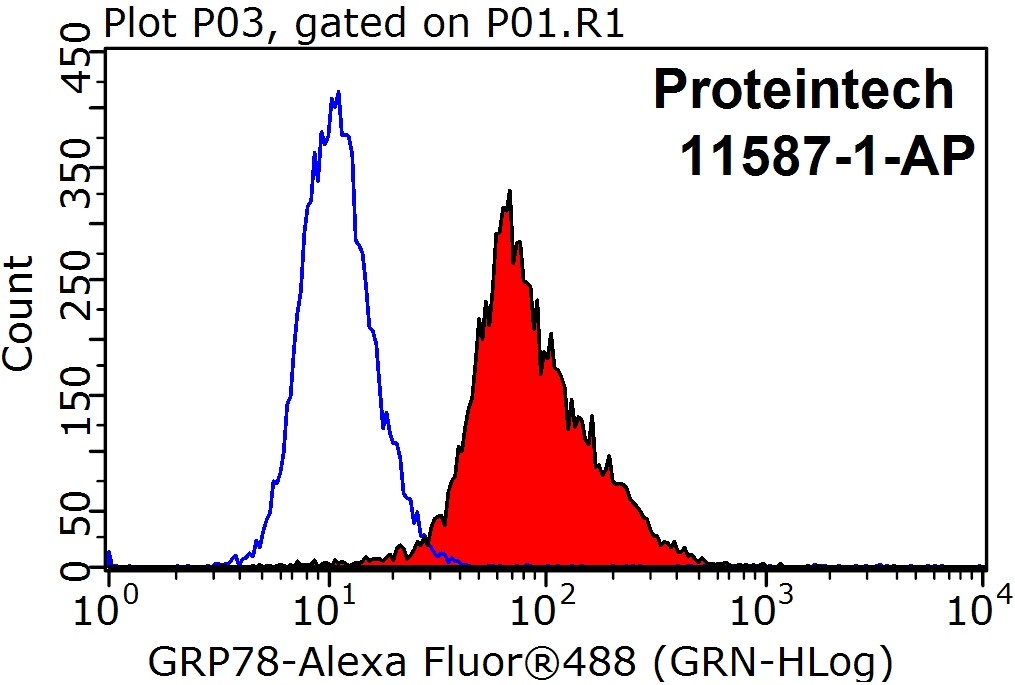 11587-1-AP;HeLa cells