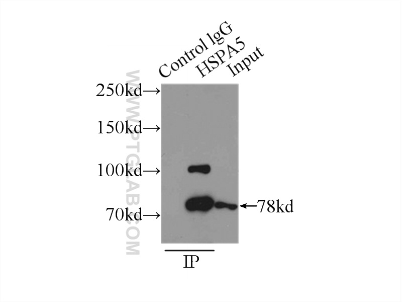 11587-1-AP;MCF-7 cells