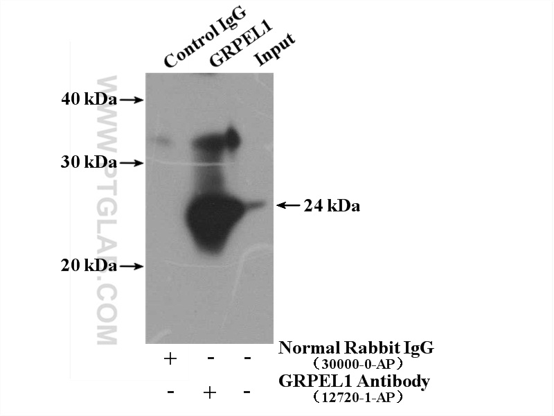 12720-1-AP;MCF-7 cells