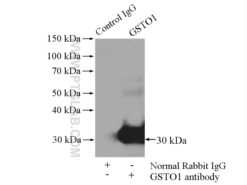 15124-1-AP;Jurkat cells