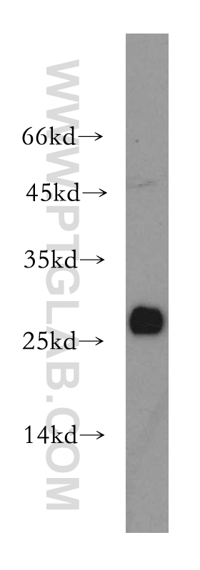 15124-1-AP;Jurkat cell