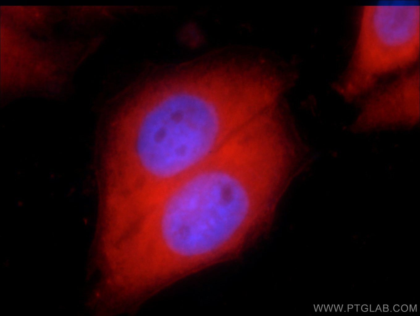 15902-1-AP;HepG2 cells