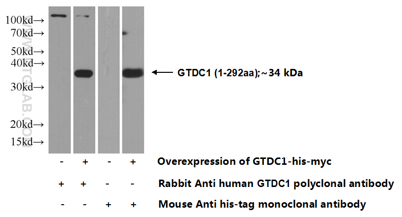 16666-1-AP;Transfected HEK-293 cells