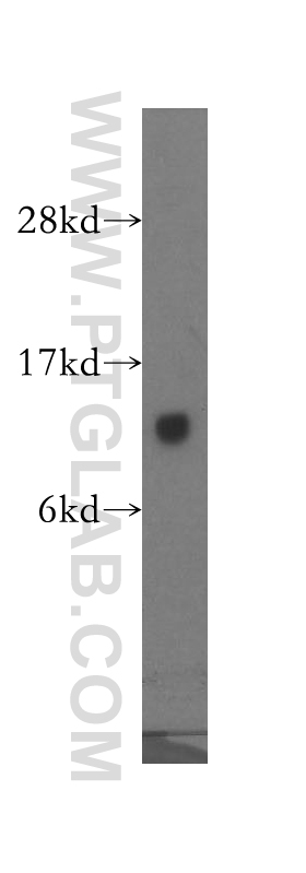 10540-1-AP;mouse testis tissue