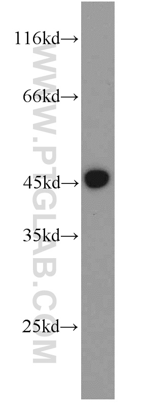 19902-1-AP;HEK-293 cells