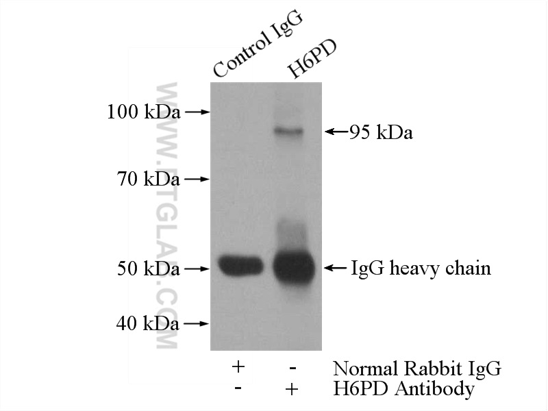 15255-1-AP;HepG2 cells