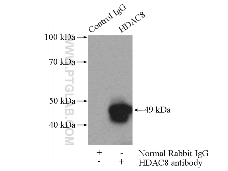 17548-1-AP;Raji cells