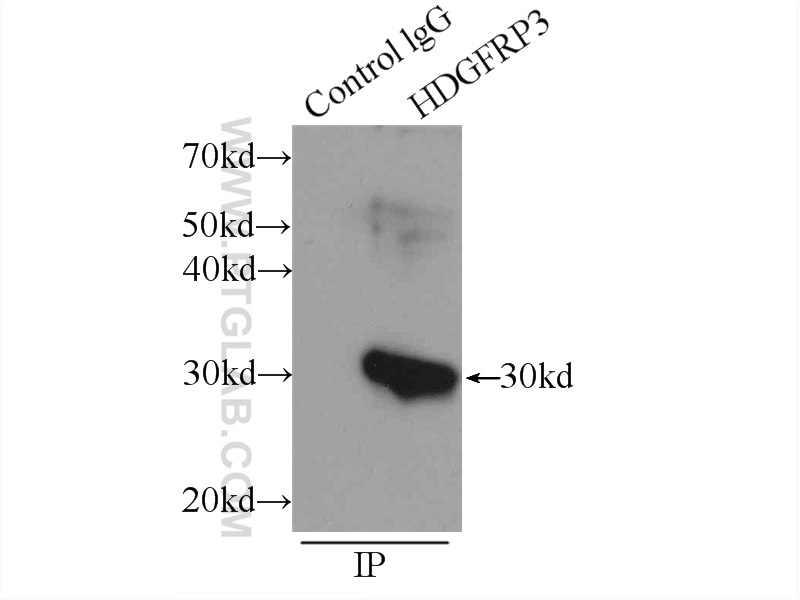 12380-1-AP;mouse testis tissue