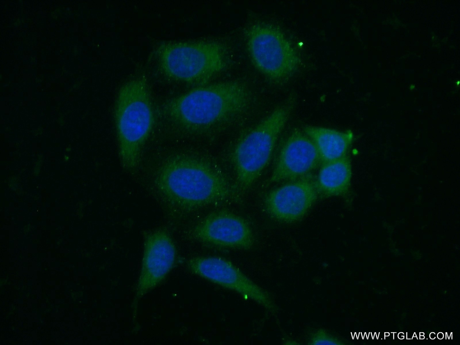 15777-1-AP;HeLa cells