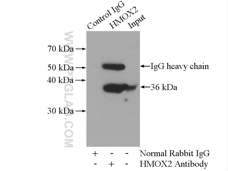 14817-1-AP;Raji cells