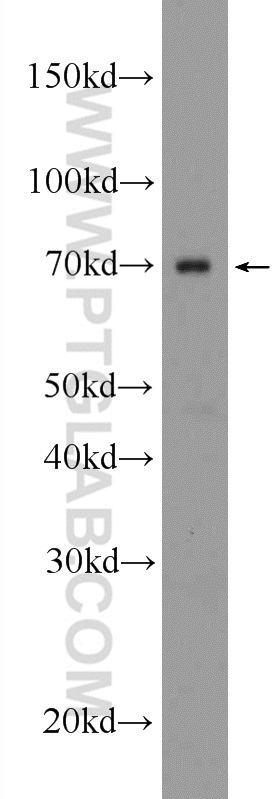 18354-1-AP;RAW 264.7 cells