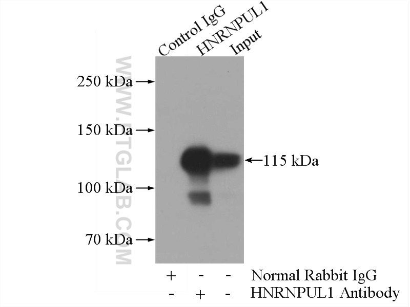 10578-1-AP;HeLa cells