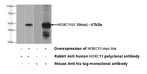 22118-1-AP;Transfected HEK-293 cells