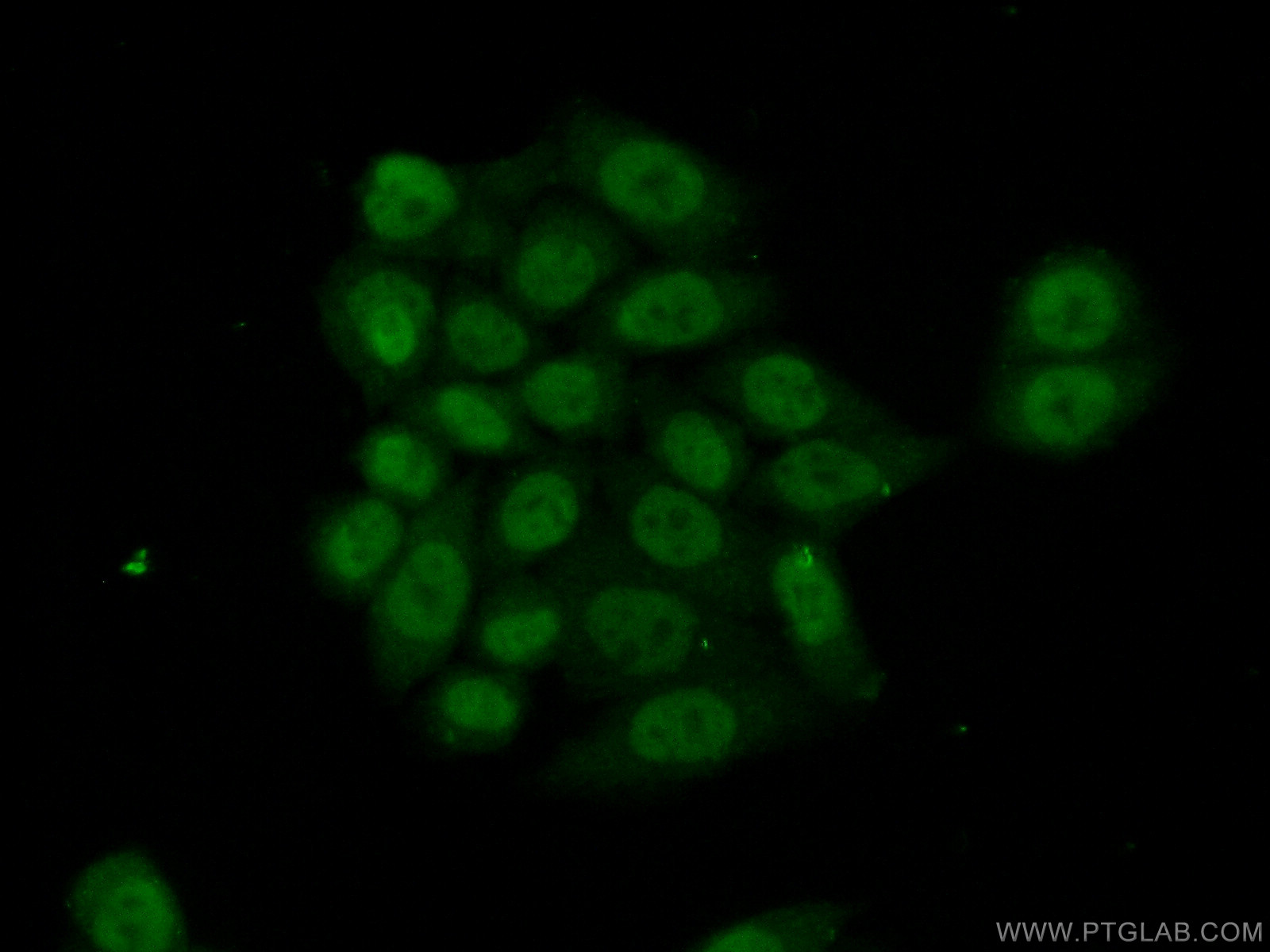 20560-1-AP;HeLa cells