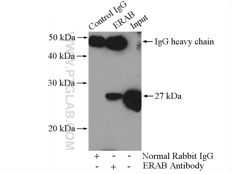 10648-1-AP;HeLa cells