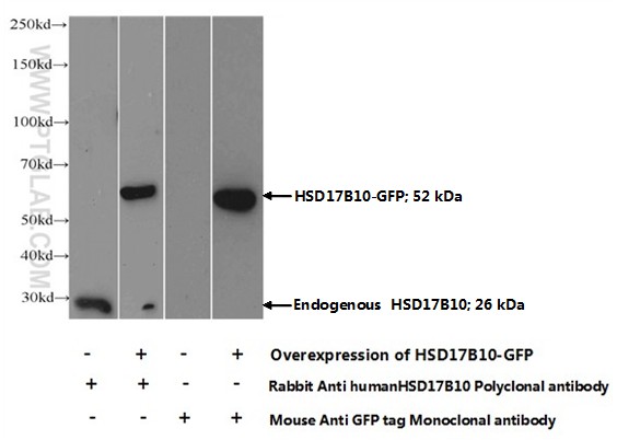 10648-1-AP;Transfected HEK-293 cells