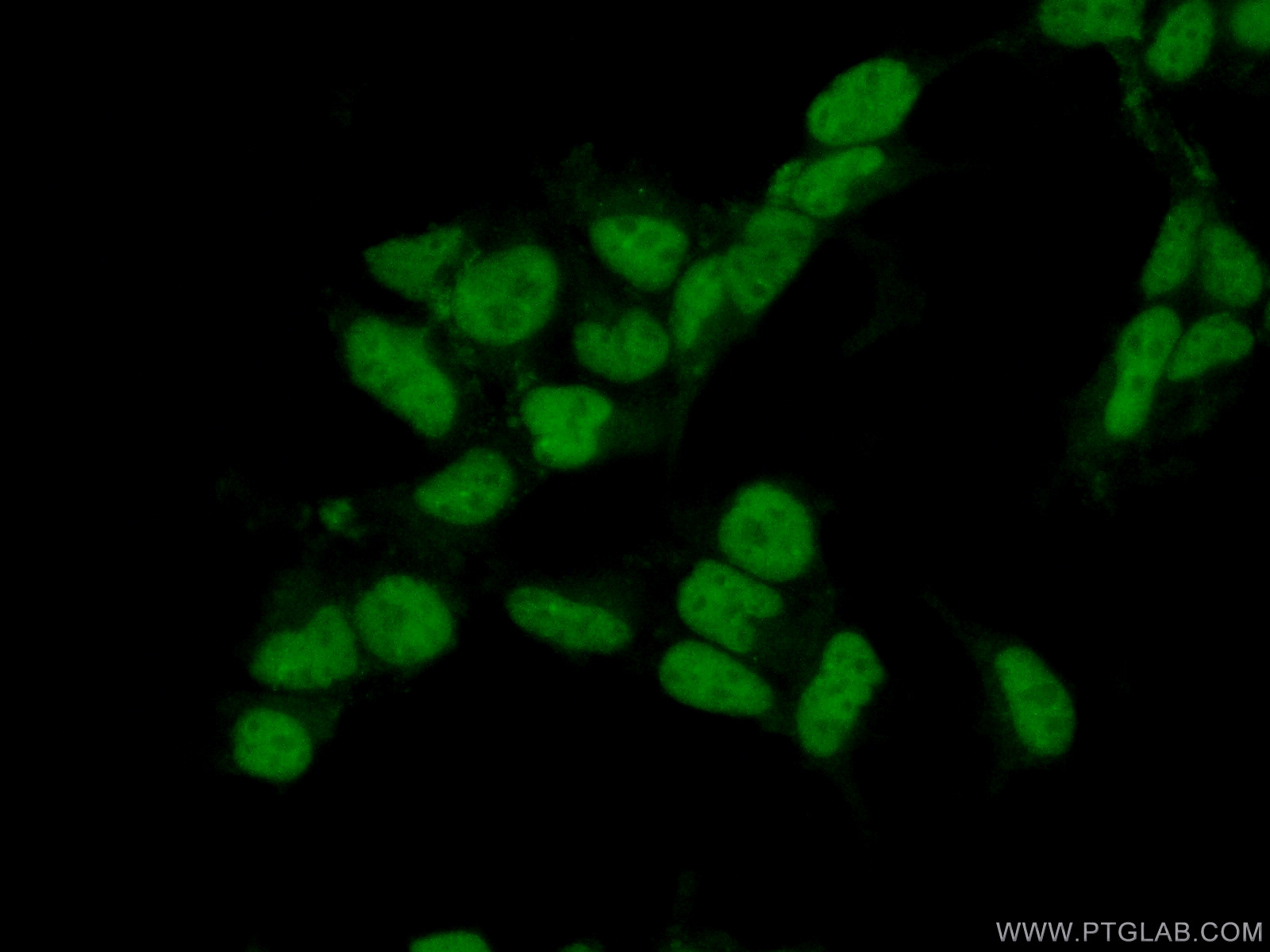 15287-1-AP;HEK-293 cells