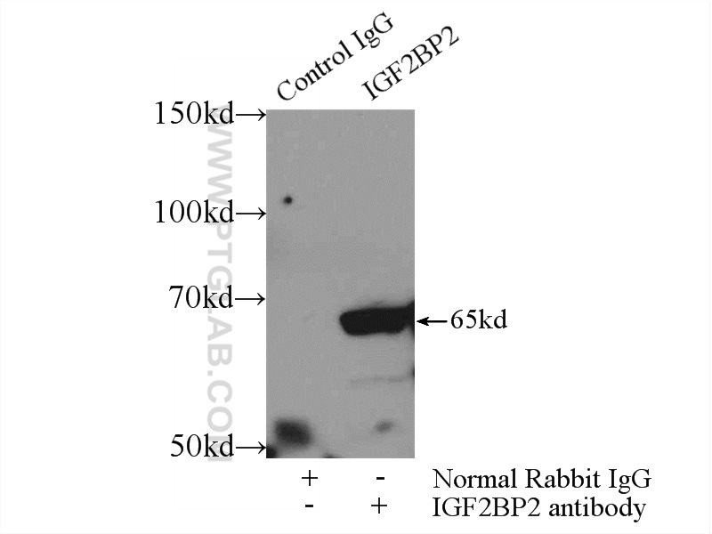 11601-1-AP;HEK-293 cells