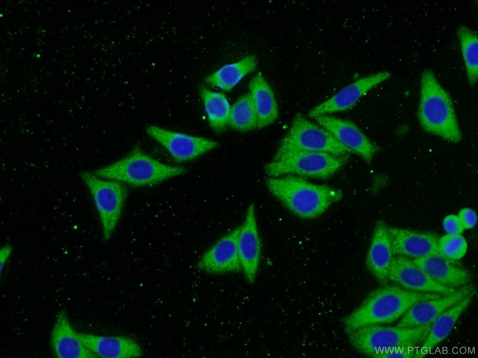 20253-1-AP;HepG2 cells