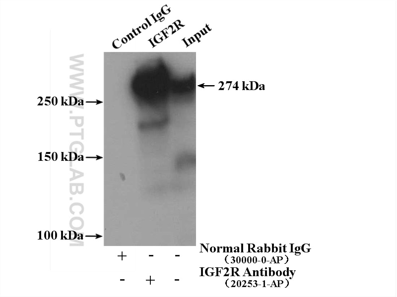 20253-1-AP;HepG2 cells