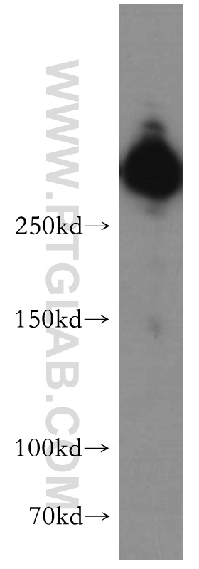 20253-1-AP;HepG2 cell