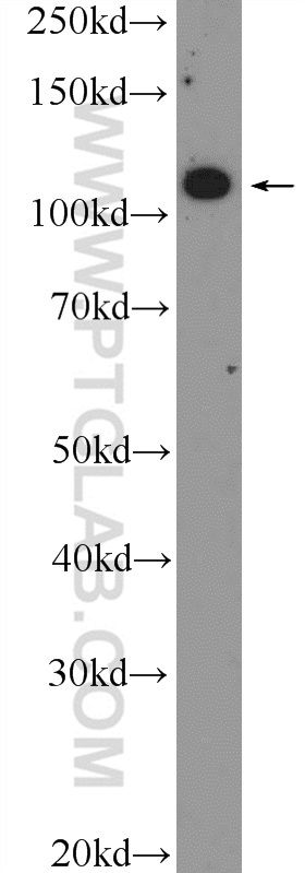 26047-1-AP;RAW 264.7 cells