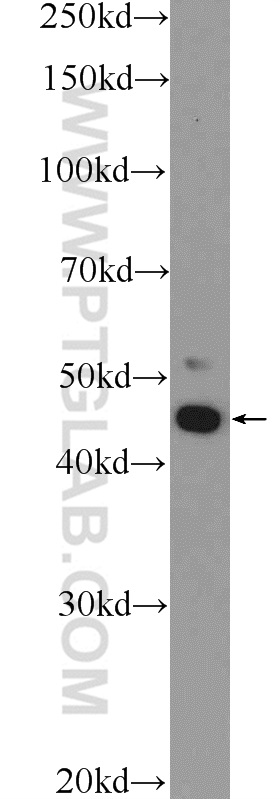 24780-1-AP;Jurkat cells