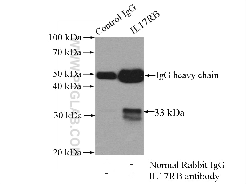 20673-1-AP;PC-3 cells