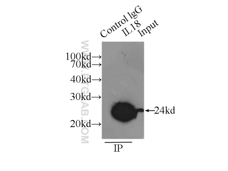 10663-1-AP;HeLa cells