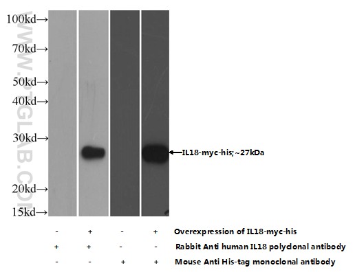 10663-1-AP;Transfected HEK-293 cells